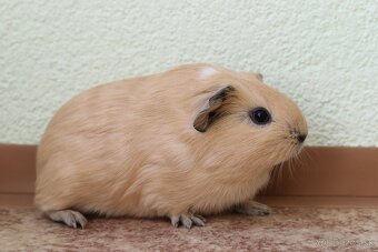 Predám morčatá, samec mesačný, samice ročné - 4