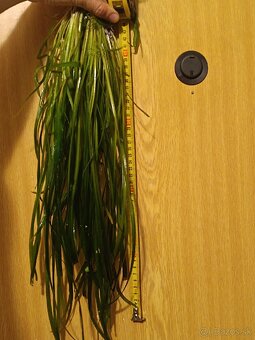 Vallisneria americana - trs 8-10 koreňov - 4