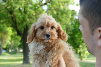 Cavapoo - 4