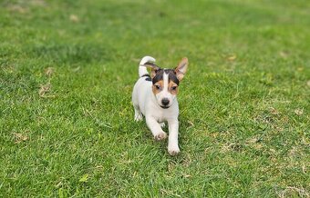 Jack russel terier - 4