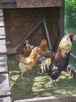 Kmeň araucana 4+1 - 4