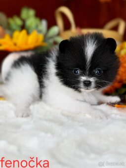 Pomeranian mini - 4