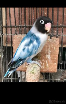 Agapornis škraboškovy - 4