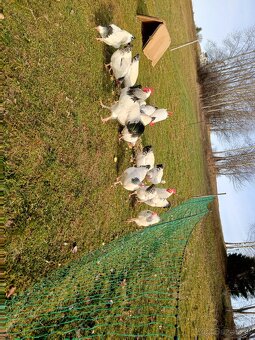 Predám nasadove vajíčka sasex - 4