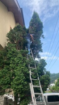 Zimné upratovanie záhrad a rez ovocných stromov - 4