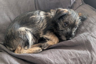 Bradáč malý/Miniature schnauzer - 4