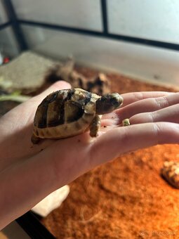 Suchozemské korytnačky s terariom - 4