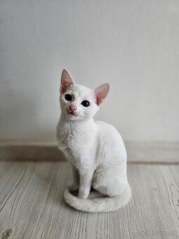 Ruská modrá mačka v bielej variante - 4