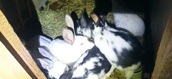 Predam mladé 3 mesačne krížence - 4