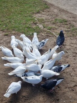 BIELE POŠTOVÉ HOLUBY - 4