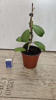 Hoya kerrii - srdiečkovy "kaktus", voskovka, sukulent - 4