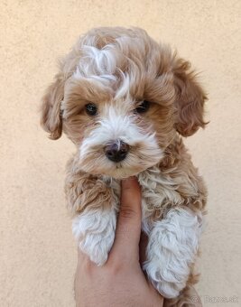 Mini maltipoo - 4