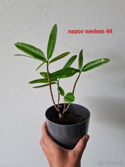 Epipremnum, philodendron a iné izbovky - 4