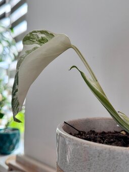 Monstera Albo - 4