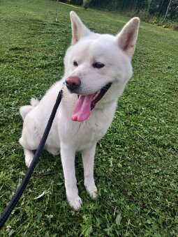 Akita na krytie - 4