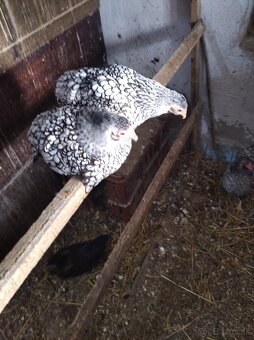 Wyandotka zdrobnela - 4