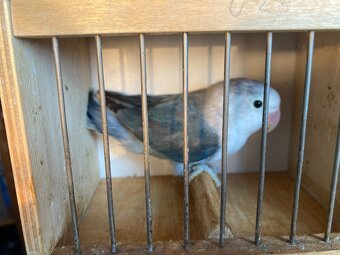 agapornis fischeri - 4