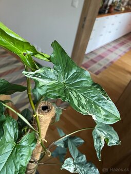 Velke syngonium stopkatoliste albo varieta - 4