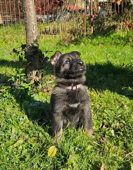 nemecký ovčiak šteniatka - 4