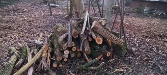 Drevo na predaj. - 4
