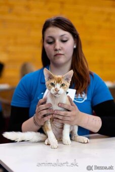 Dvojročný kocúrik plemena Devon rex si hľadá nový domov - 4