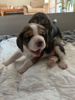 Štěně beagle s pp - 4