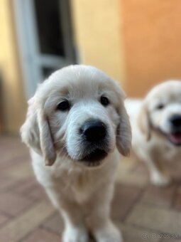 Zlatý retriever - voľná fenka, šteniatko s preukazom pôvodu - 4