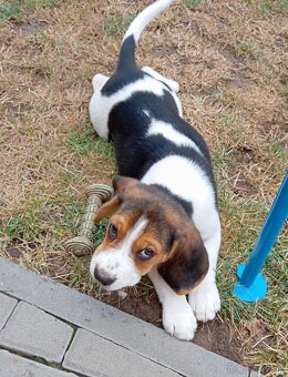 Predaj Beagle Tricolor - 4