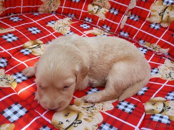 Zlatý retriever šteniatka - 4