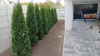 Tuja Smaragd, vavrínovec, červienka, gaštan - Námestovo - 4