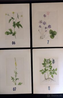 obrázky rastlín - 4