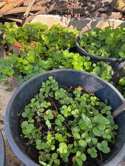 Sadenice mara de bois - ťahavé vysiace jahody - 4