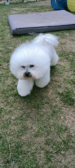 Bichon frise (bišonik) šteniatko s PP - 4
