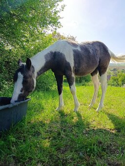 Ročná kobylka arab/painthorse - 4