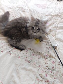 Predám mačiatka Maine coon - 4