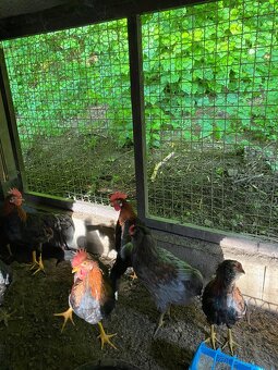 Araucana a vlaska - 4