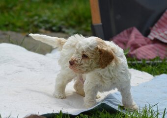 LAGOTTO ROMAGNOLO S PP/Italský vodní pes - 4