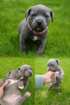 Amstaff šteniatka -verný modrý priatelia - 4