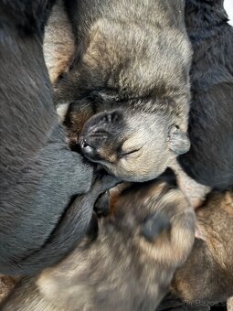 Nemecký ovčiak - šteniatka - 4