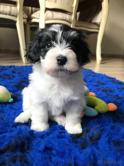 Havanský psík-Bichon havanský s PP - 4