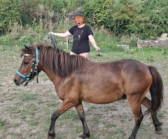 Poník - 4
