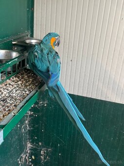 Ara glaucogularis ara modrokrká - 4
