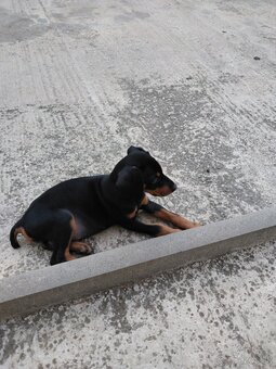 Doberman fenka - 4