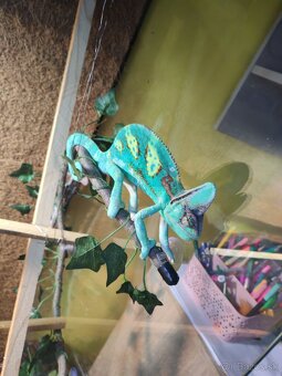 Chameleón jemensky - 4