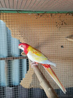 Rozely - 4
