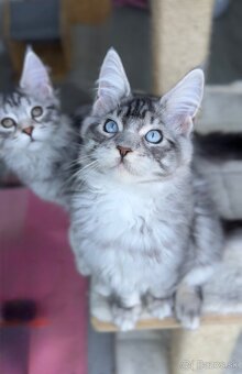 Freddie XXL veľkosť Mainská Myvalia s PP Maine Coon - 4