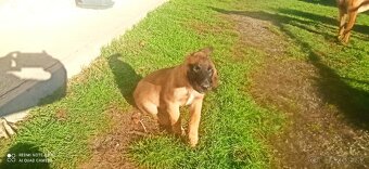 Belgický ovčiak malinois - 4