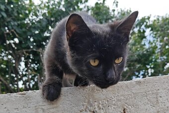 Darujem mačičky - 4