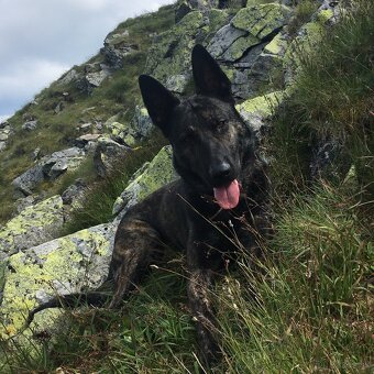 Holandsky ovčiak na krytie - 4