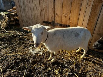 Koza , kozičky , kozy - 4